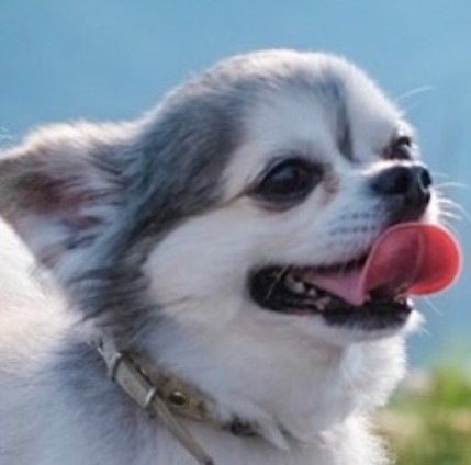 やす